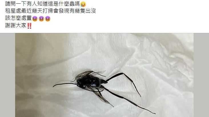 打掃驚見「長腿彈跳怪蟲」　網喊別殺