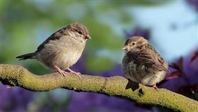 野鳥,餵食,凶狠,衝動,離婚