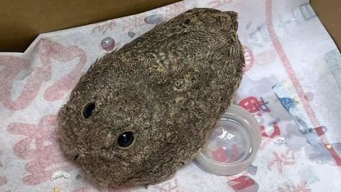 他心軟收留石頭鳥　網揭真相：會後悔