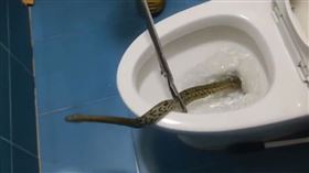 以為家人忘記沖馬桶…她按下沖水鈕「便便竟越沖越多」 驚見1米巨蛇破水吐信。微博