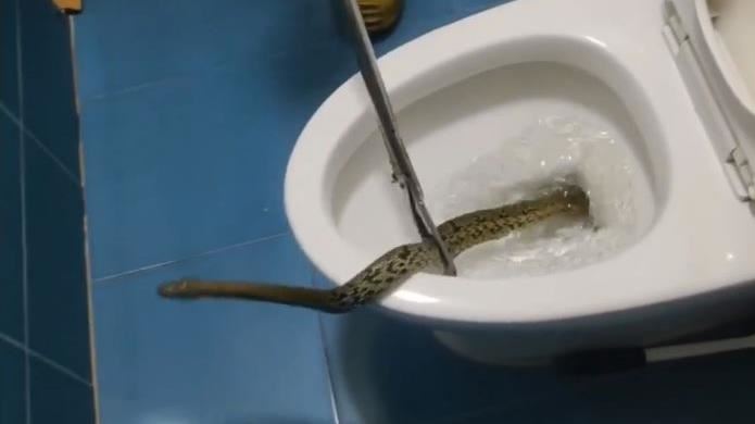 便便越沖越多　肥巨蛇竄出馬桶嚇死人