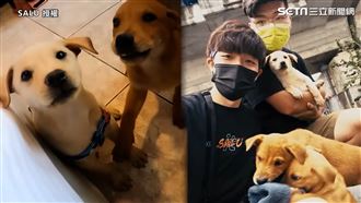 環島遇3毛孩遭遺棄　2男暖心收留