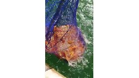 紅魔鬼，日月潭，搶食，僅次於魚虎的生態殺手 (圖／民眾提供)