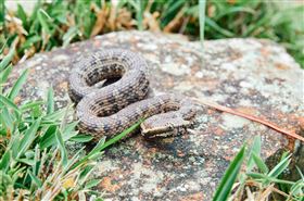 玉管處呼籲，登山遇蛇三寶，不驚、不慌、不動手 ，菊池氏龜殼花