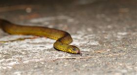 玉管處呼籲，登山遇蛇三寶，不驚、不慌、不動手 ，標蛇(圖／翻攝自玉山國家公園臉書)