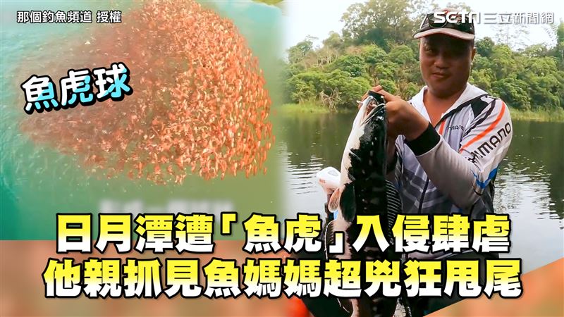 日月潭遭魚虎入侵　他親抓見魚媽超兇