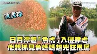 日月潭遭魚虎入侵　他親抓見魚媽超兇
