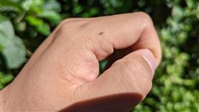 福壽山農場施放雜食性昆蟲草蛉福壽山農場今年引進草蛉進行生物防治，目前已在蘋果園、水蜜桃園中施放一齡草蛉，草蛉的幼蟲小到幾乎肉眼看不見，但卻是一種兇悍的雜食性昆蟲，屬捕食性天敵可吃粉蝨、介殼蟲、蚜蟲及葉(蹣)等。（福壽山農場提供）中央社記者趙麗妍傳真  111年6月5日