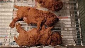 狗,炸雞（圖／翻攝自爆廢公社公開版）