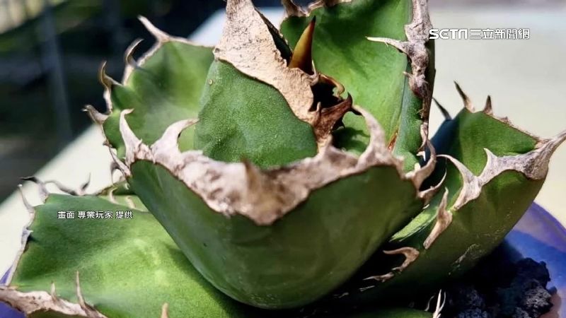 偷立可白龍舌蘭幼苗　市價達1萬6