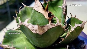 偷立可白龍舌蘭幼苗　市價達1萬6