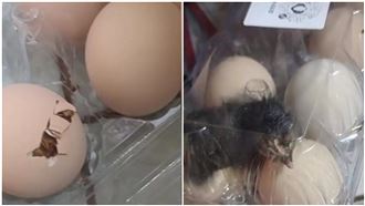 男網購「活珠子」　15天後結果驚人