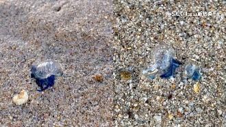 澎湖驚見僧帽水母　遭螫傷恐休克致死