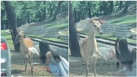 闖野生動物區！長髮妹手賤1動作　梅花鹿秒翻臉狂踹