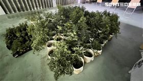 留美碩士張男在花蓮老家種植大麻遭逮。（圖／翻攝畫面）