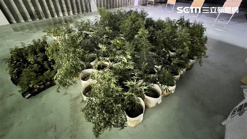 留美碩士當自耕農　老家變身大麻農場