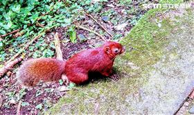 南投溪頭出現全身紅色的赤腹松鼠。（圖／賴堪垤提供）
