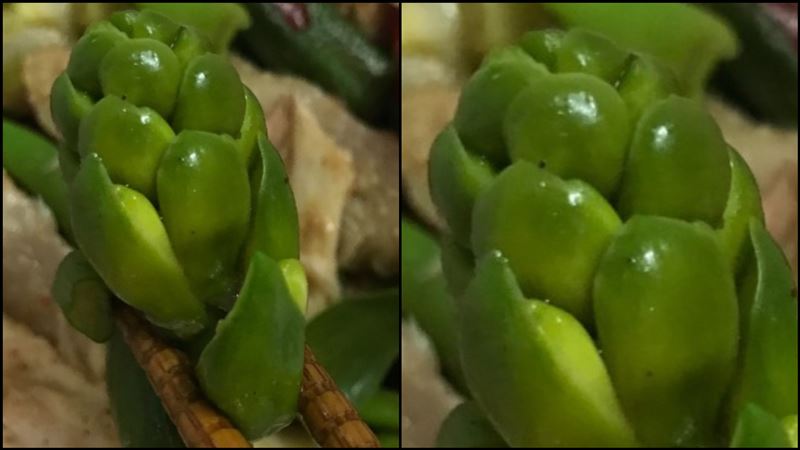 鹽水雞夾到「詭異綠果實」饕客解答了