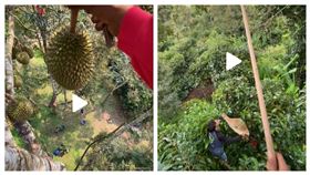 榴蓮,工人,專業,工作,技術