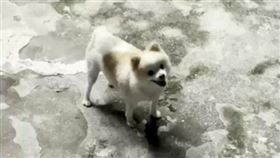 新北市，永和，德州撲克，賭場，攻堅，寵物犬