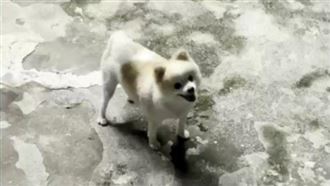 養萌犬把風！永和民宅藏德州撲克賭場