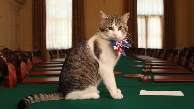 英國第一貓危機！可能首相人選有4貓