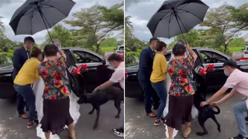 小黑狗搶先新娘上禮車　網笑：當嫁妝