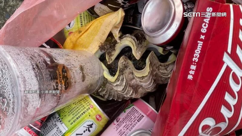 硨磲貝遭活捕上岸當垃圾　小琉球人怒