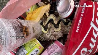 硨磲貝遭活捕上岸當垃圾　小琉球人怒