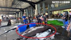比恐龍古老！台東捕獲最古老鯊魚「灰六鰓鯊」　下場曝光