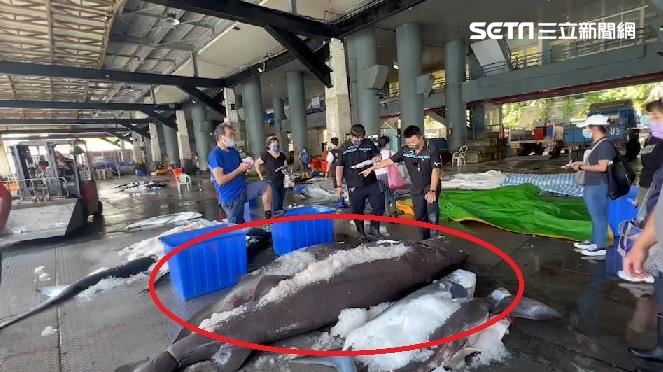 台東抓到活化石鯊魚　4米巨物下場曝