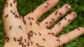 ▲英國專家就表示若家裡突然出現大量本來沒有的昆蟲，就要開始注意一下。（示意圖／翻攝自Pixabay）