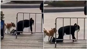 景區禁遛狗！妙齡女被勸怒了「趴地直接爬走」　保全嚇壞（圖／翻攝自觀察者網、魔都囡）