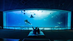 ▲夜宿浪漫的大洋池，欣賞魟魚優雅的泳姿（圖／海景世界企業股份有限公司提供）