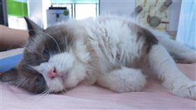 布偶貓,英短毛貓,認養,新竹縣家畜所（圖／新竹縣府提供）