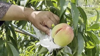 尖石水蜜桃產量、銷售差　農民喊苦