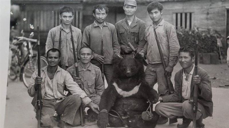 獨／台灣黑熊射殺　老照片掀殘忍過程