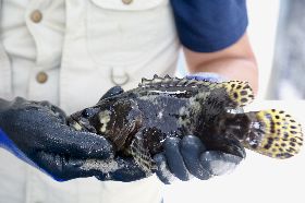 台南養殖石斑魚