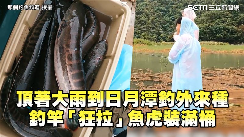到日月潭釣外來種　狂拉魚虎裝滿桶