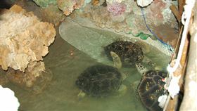 澎湖大義宮海龜相繼死亡  中華鯨豚協會解剖澎湖大義宮所飼養5隻保育類海龜，6月27日有2隻綠蠵龜死亡，7月初再發生1隻玳瑁死亡。中華鯨豚協會進行病理解剖，將就大義宮飼養池水質等提出報告，了解海龜死因。圖為先前所飼養的海龜。中央社  111年7月19日