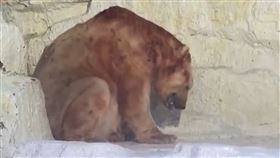 大連海洋公園,北極熊