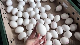 圖／記者谷庭攝,雞蛋,蛋價