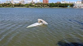 高雄,左營,蓮池潭,溺水,男童