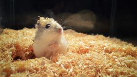 倉鼠,寵物,可愛,飼料,老鼠,示意圖／pixabay