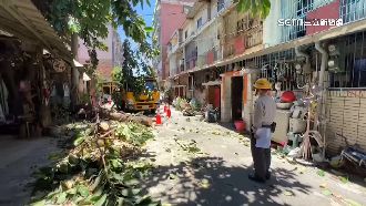 老樹枝幹突斷裂　重壓2婦人倒地不起