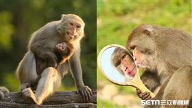 郭叔叔獼猴生態區授權提供