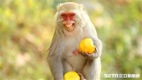 郭叔叔獼猴生態區授權提供