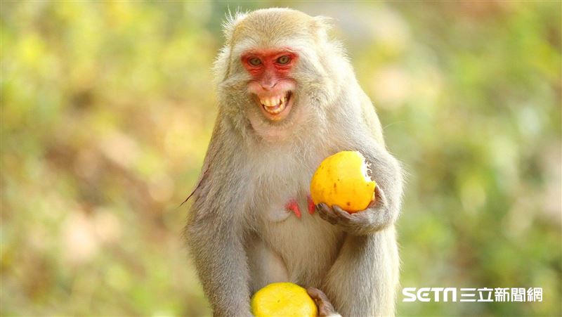 獼猴闖他家　果農苦撐25年守住生態