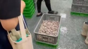 丟丟妹賣磷酸鹽蝦？上游進口商找到了