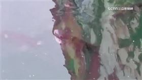 熱到水下缺氧! 日月潭